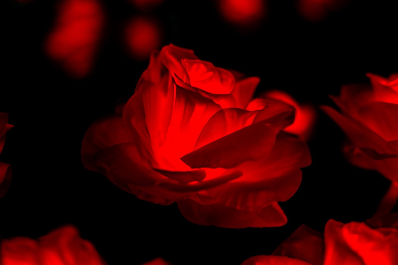 Illuminated red rose, Sacramento Imaginarium